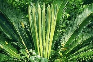 Sago palm (Cycas revoluta)_ASPCA