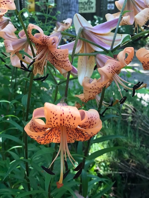 Cindy Watter Tiger Lily in author's back yard
