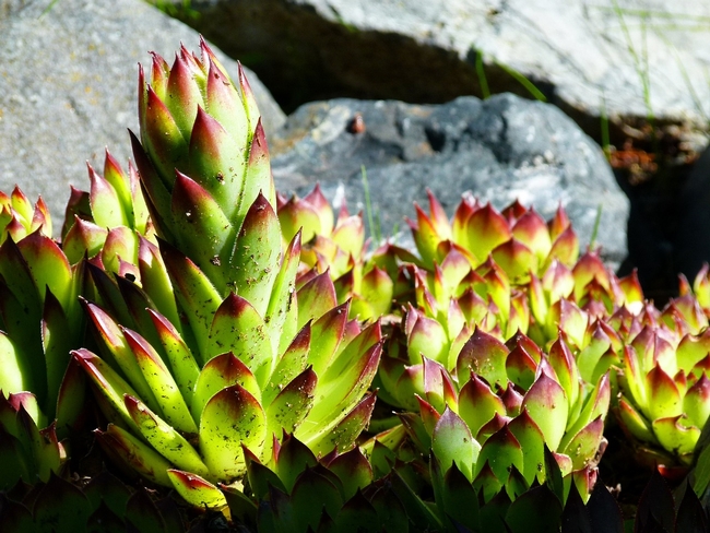 hens-and-chicks-succulent-207616 1280 Pixabay