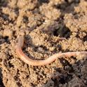 earthworm-686592 1280 Pixabay