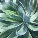 Agave Photo2 CIndy Watter