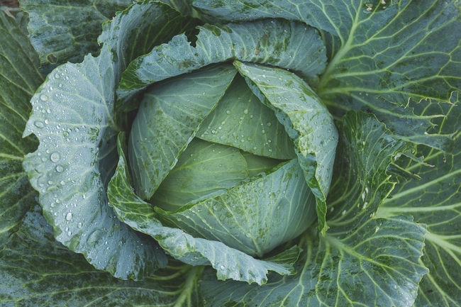 cabbage-1850722 1280 Pixabay