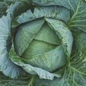 cabbage-1850722 1280 Pixabay