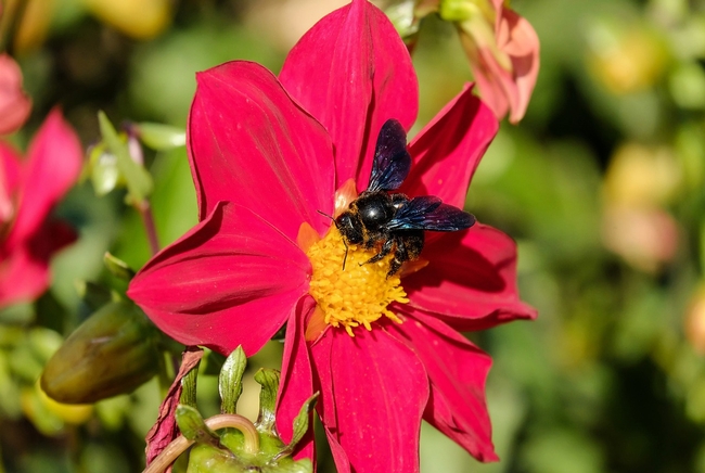 carpenter-bee-1696018 1280 Pixabay