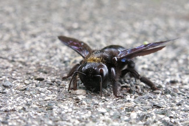 carpenter-bee-8556971 1280 Pixabay