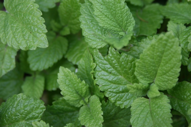 lemon-balm-787626 1280 Pixabay