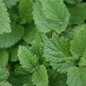 lemon-balm-787626 1280 Pixabay