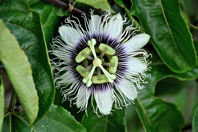 passion-flower-588757 1280 Pixabay