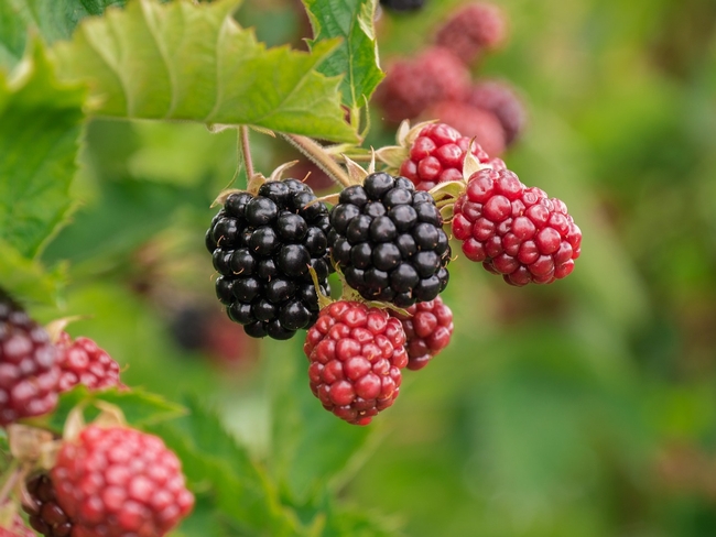 berry-3513546 1280 Pixabay