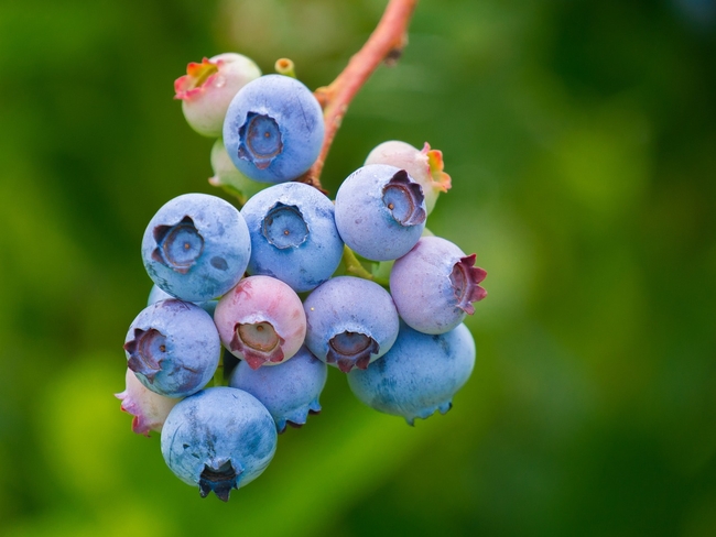 blueberries-3513547 1280 Pixabay