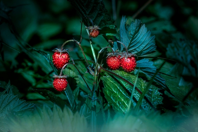 strawberries-6834750 1280 Pixabay