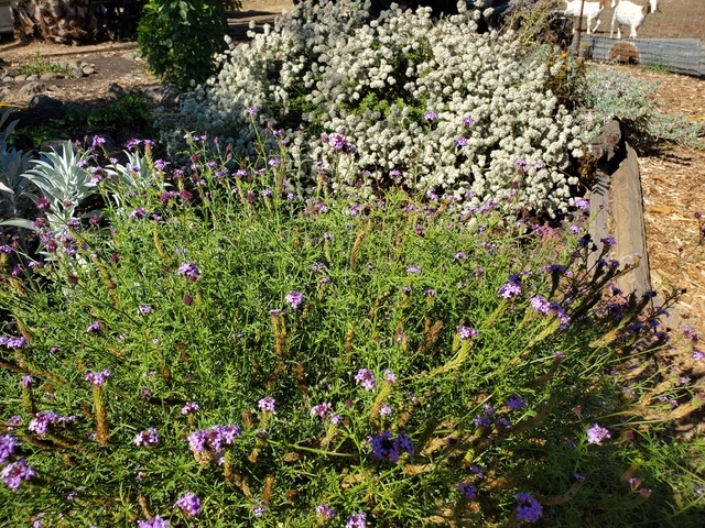 Fore ground plant is purple Cedric Island verbena-Background plant is California buckwheat-Image by David Layland