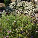 Fore ground plant is purple Cedric Island verbena-Background plant is California buckwheat-Image by David Layland