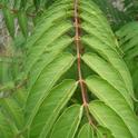 Ailanthus altissima, leaves.  (Tom Hixson)