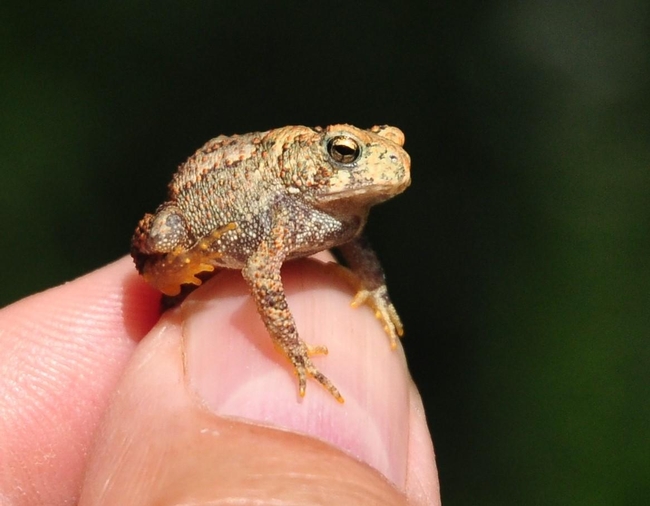 Baby toad, Tallamy's inspiration (iawildlife.org)