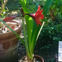 Christmas Amaryllis (C Watter)