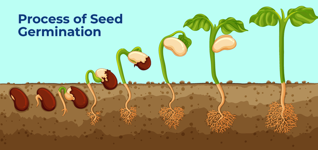 Seed germination (geeksforgeeks.org)