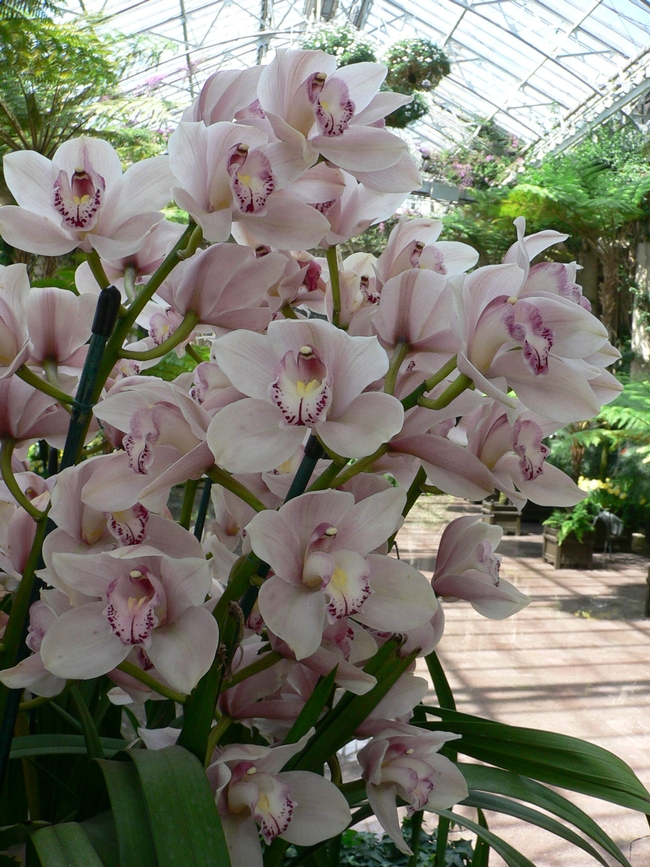 Cymbidium orchids (commons.wikimedia.org)