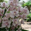 Cymbidium orchids (commons.wikimedia.org)