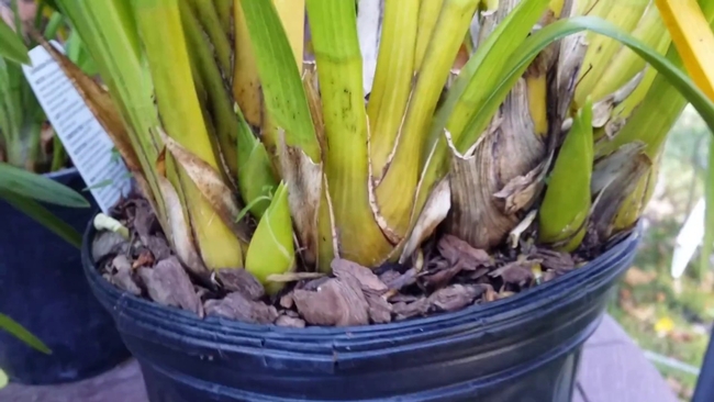 Cymbidium spikes (youtube.com)