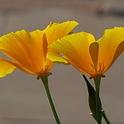 220px-Yellow Poppy