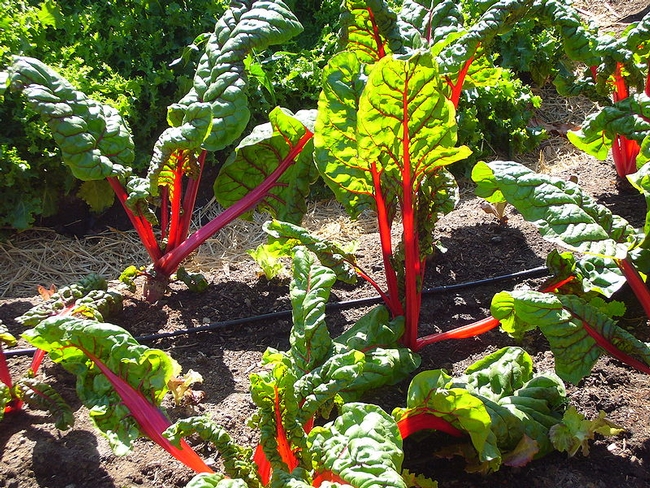 800px-Chard in the Victory Garden