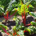 800px-Chard in the Victory Garden