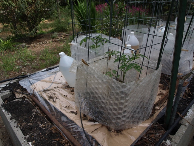 grafted tomatoes