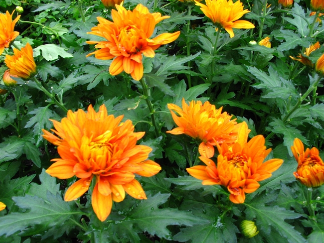 orange mums