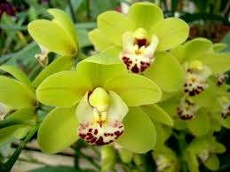 Orchid1