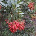 Toyon, photo from Golden West College, Huntington Beach, CA