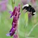 Yellow-faced bumble bee, Bombus vosnesenskii, heads for vetch at the Hastings Natural History Reserve - photo by Kathy Keatley Garvey