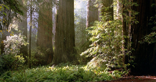 Blog, Redwood grove