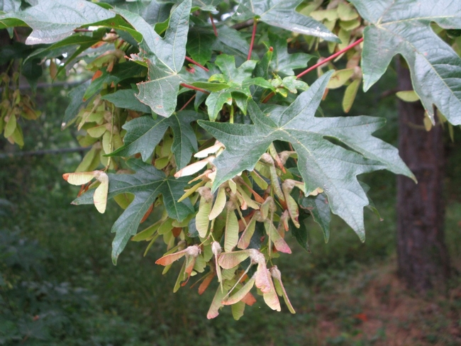 Blog, big leaf maple