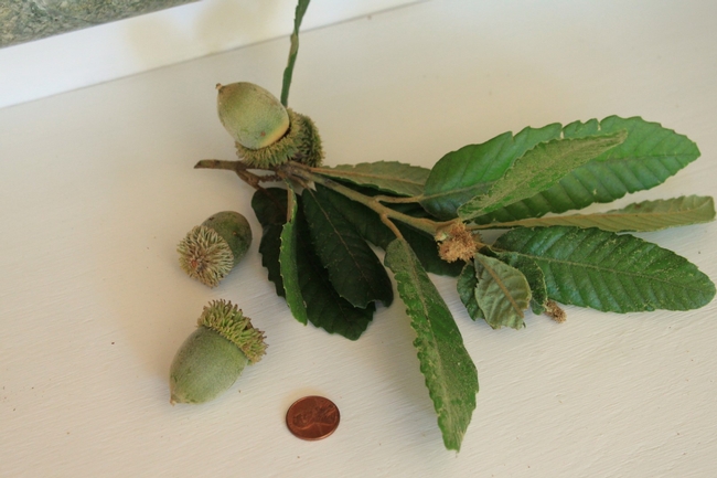 Blog, tanoak leaf and acorns