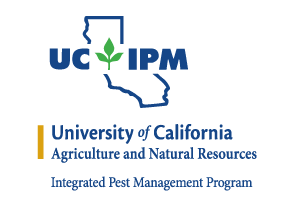 Ground squirrels, and find out all about them here:  UC IPM:  http://ipm.ucanr.edu/PMG/PESTNOTES/pn7438.html