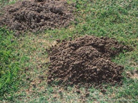 Gopher mound.  Note the crescent shape and round 'plug' in the center. (UC ANR)