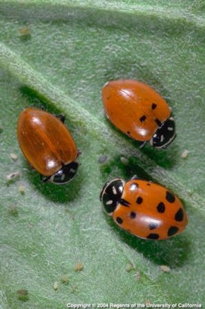 Lady beetles come in spotted and spotless versions. (UC ANR)