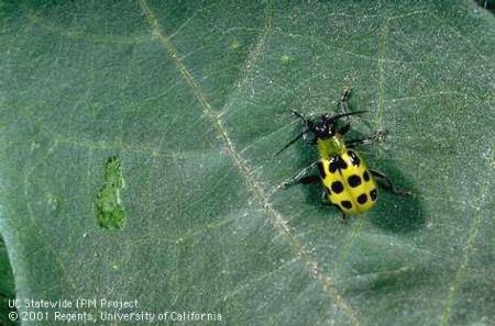 Here's a cucumber beetle (UC ANR)