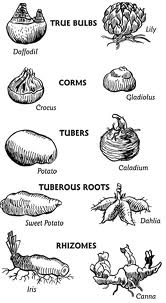 a illustration of the 5 different types of bulbs (UCANR)