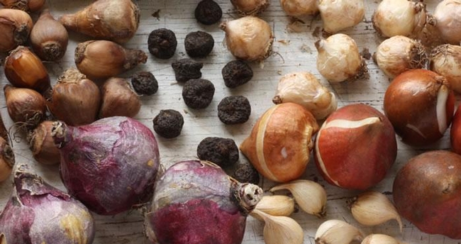 And November is the perfect time to plant spring bulbs (DutchGrown)