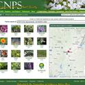 Consult CNPS for natives to plant in your garden (CNPS