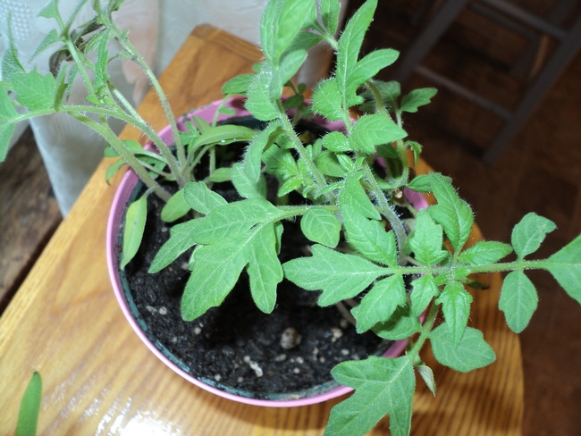 Tomato transplant (Sam T, samm4mrox)
