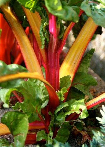 Swiss chard; this is Rainbow.  There are others. (Fluffymuppet)