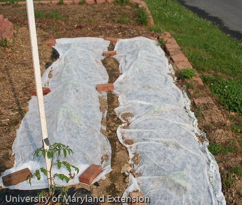 Floating row cover protects seedlings from predators, and from frost.(Univ of Maryland Extension)