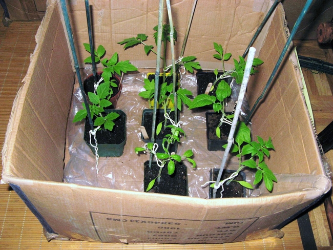Harden off seedlings (Maloca Garden-WordPress.com)