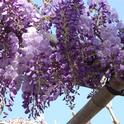 Blog, wisteria in bloom (Free-Images.com)