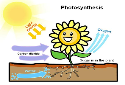 Photosynthesis (Teaching the Kid)