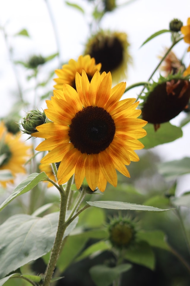 Sunflower to enjoy (rachael-henning-unsplash)