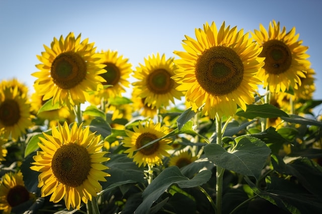 Sunflowers, (bonnie-kittle-unsplash)